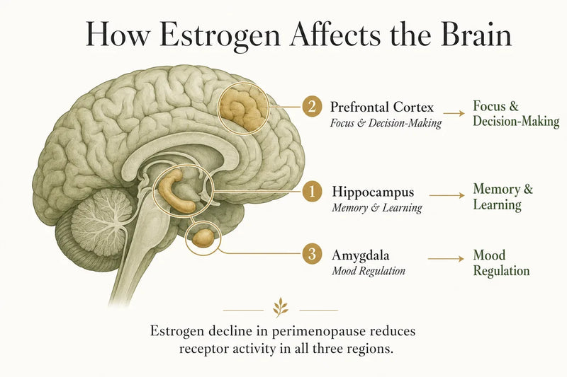 Diagram of the estrogen-brain connection showing how estrogen decline affects memory and cognition