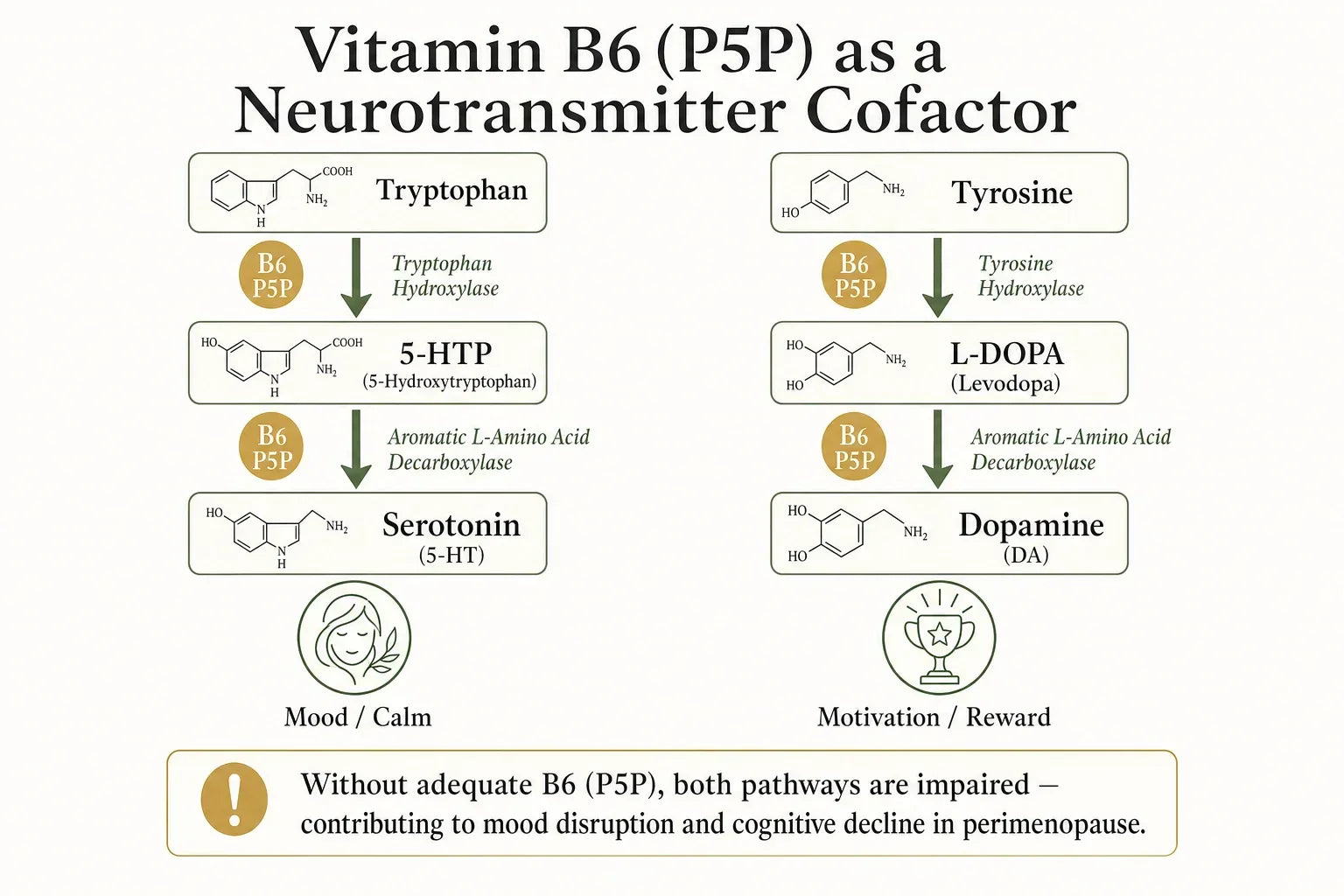Diagram comparing hormonal and neurotransmitter pathways of phytoestrogens versus non-estrogenic botanical compounds for menopause