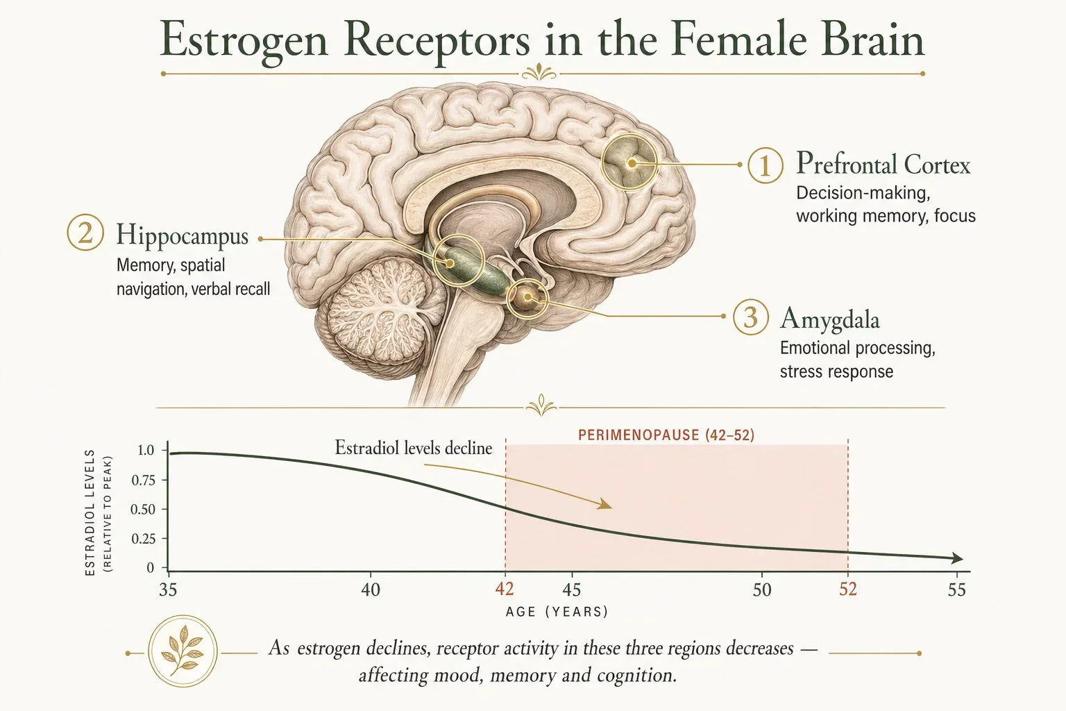 Scientific diagram of estrogen receptor beta distribution in brain regions including hypothalamus hippocampus and amygdala